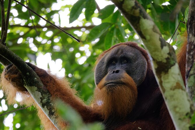3-Day Bukit Lawang Tour Including 1-Day Ethical Jungle Trekking - Key points to know before booking