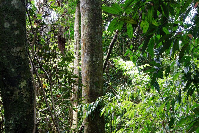 3-Day Bukit Lawang Tour Including 1-Day Ethical Jungle Trekking - Why this three-day route works