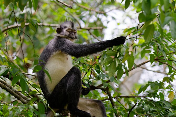 3-Day Bukit Lawang Tour Including 1-Day Ethical Jungle Trekking - Day 2: Six to seven hours in Gunung Leuser National Park