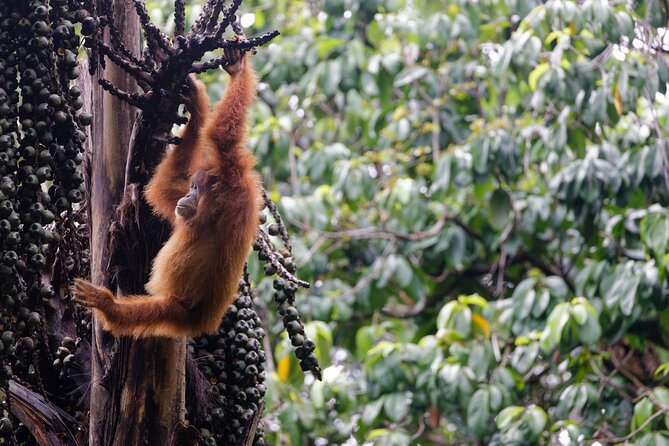 3-Day Bukit Lawang Tour Including 1-Day Ethical Jungle Trekking - Day 3: Returning to Medan with time for culture