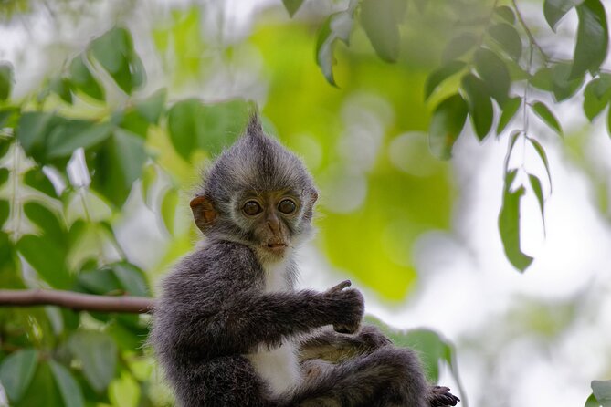 3-Day Bukit Lawang Tour Including 1-Day Ethical Jungle Trekking - What the $392.62 price really buys