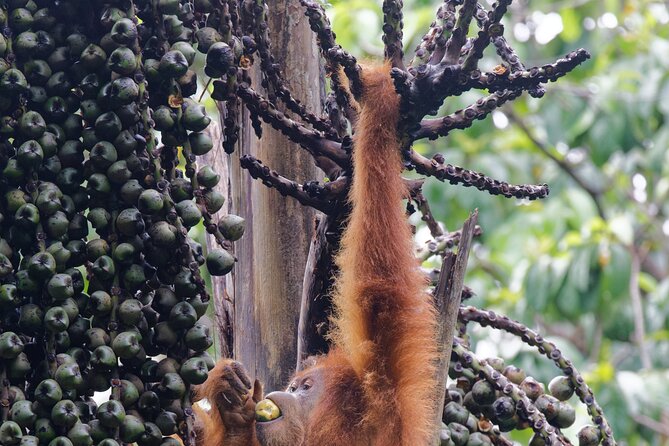 3-Day Bukit Lawang Tour Including 1-Day Ethical Jungle Trekking - Comfort, group size, and the pace of the trip