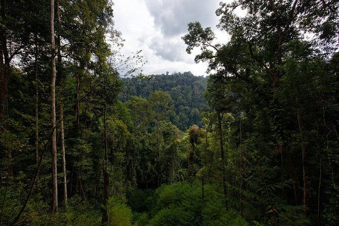 3-Day Bukit Lawang Tour Including 1-Day Ethical Jungle Trekking - Day 1: From Medan airport to Bukit Lawang
