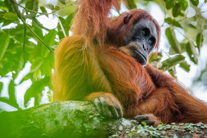 3-Day Ethical Orangutan Jungle Trek | Bukit Lawang, Sumatra - Key points to know before you book