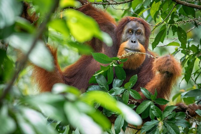 3-Day Ethical Orangutan Jungle Trek | Bukit Lawang, Sumatra - Starting at 9:00 am in Bukit Lawang