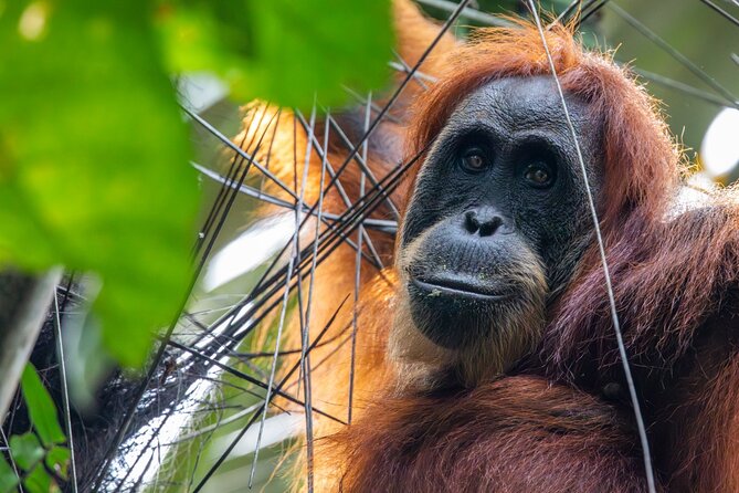 3-Day Ethical Orangutan Jungle Trek | Bukit Lawang, Sumatra - Orangutans, monkeys, rain, and realistic expectations