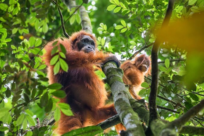 3-Day Ethical Orangutan Jungle Trek | Bukit Lawang, Sumatra - The river tubing finish
