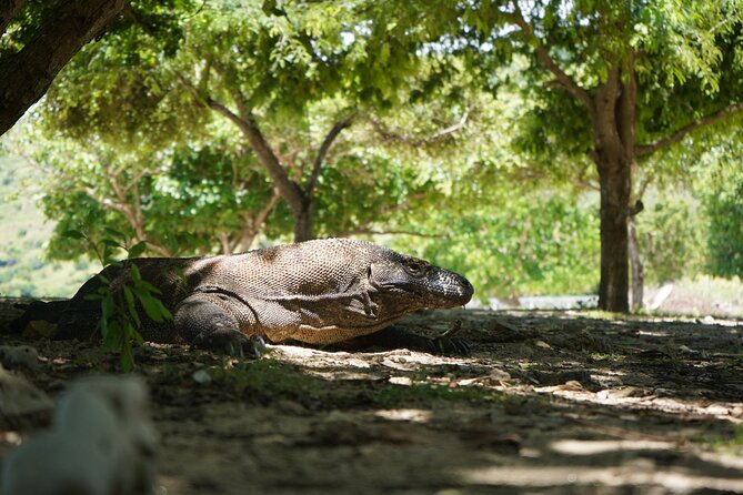 3 Days Deluxe Boat Private Cabin Sailing Trip in Komodo Island - Who will get the most from this trip