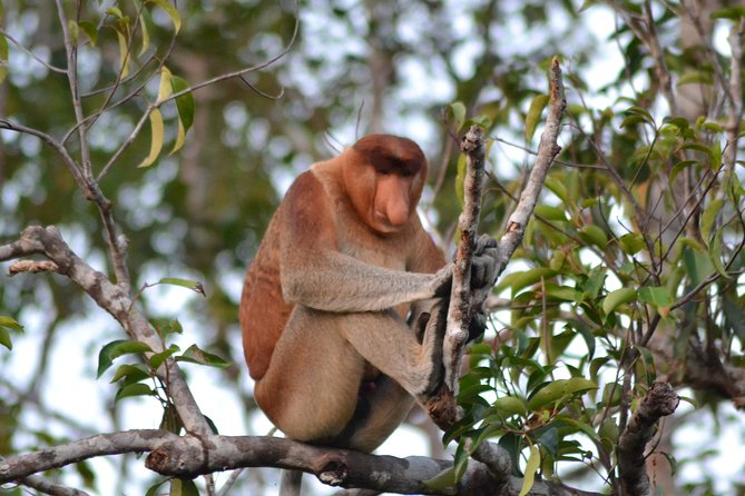 3 Days Deluxe Cabin Houseboat Orangutan Tanjung Puting - Day One: From Pangkalan Bun to Tanjung Harapan