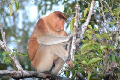 3 Days Deluxe Cabin Houseboat Orangutan Tanjung Puting