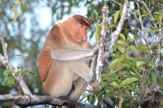 3 Days Deluxe Cabin Houseboat Orangutan Tanjung Puting - Day Two: Pondok Tanggui and Camp Leakey