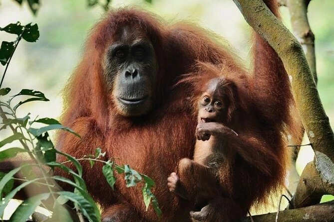 3 Days Orangutan Sumatra Jungle Trekking with Rafting - Key points before you book