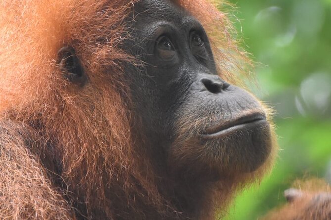 3 Days Orangutan Sumatra Jungle Trekking with Rafting - Walking into Gunung Leuser National Park
