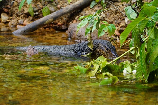 3 Days Orangutan Sumatra Jungle Trekking with Rafting - Is $204.21 good value?