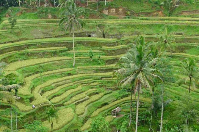 3 Days Sightseeing to the Famous Place in Bali - What the $60.23 price really includes
