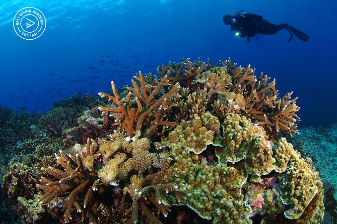 3 Epic Dives in Nusa Penida - Certified Divers' Day Trip - What the Water Work May Feel Like