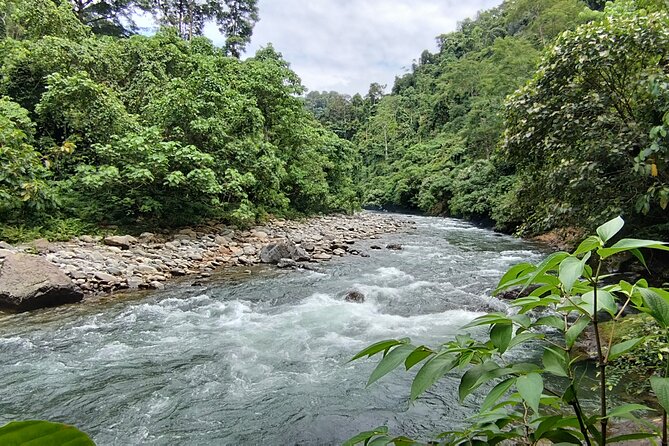 3D2N Jungle Trek | 2 Night accommodation | Pick up and drop off - Day 4: an early forest morning and river return