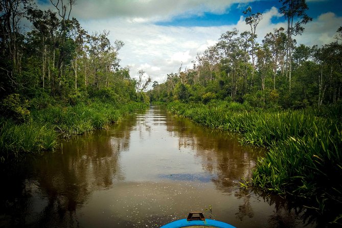 3ns Private Orangutan and Bornean Primates Kelotok Tour - Starting in Pangkalan Bun and boarding at Kumai