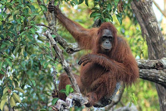3ns Private Orangutan and Bornean Primates Kelotok Tour - Pondok Tanggui at the morning feeding time