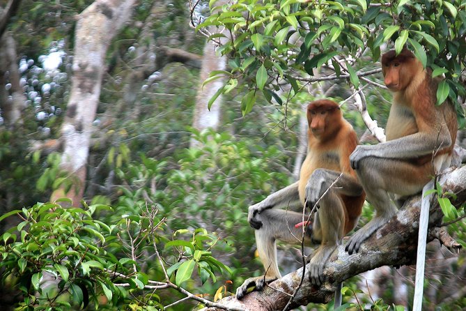 3ns Private Orangutan and Bornean Primates Kelotok Tour - What the $591 price really covers