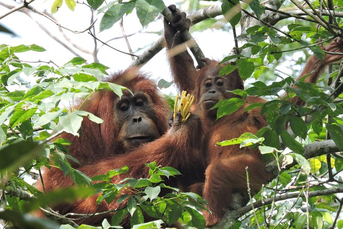 4 Day Jungle Adventure including 2 day trek - Day 2: Five to six hours toward Camp 1 Adi Black
