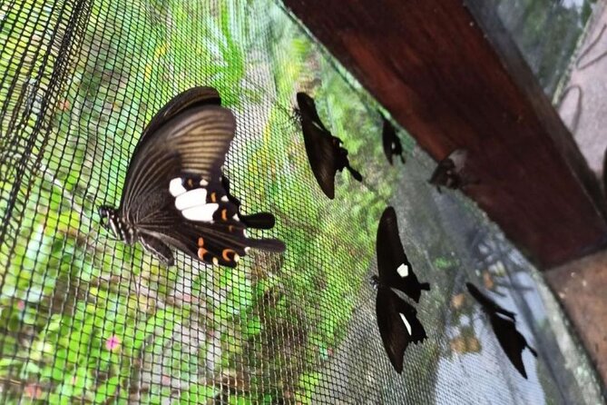 4-Hour Private Tour in Jatiluwih Terraces and Butterfly Park - The Butterfly Park: a gentle first stop