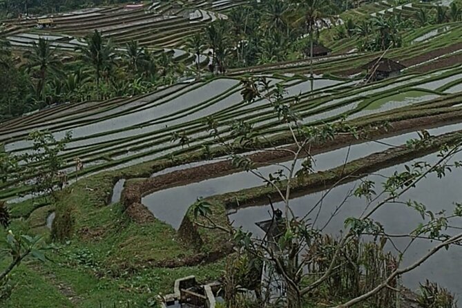 4-Hour Private Tour in Jatiluwih Terraces and Butterfly Park - Who will enjoy this tour most