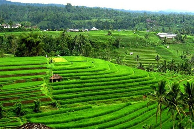4-Hour Private Tour in Jatiluwih Terraces and Butterfly Park - Cancellation and weather details
