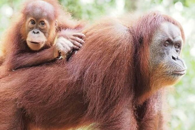 5 Day's 4 Night's jungle Tour trekking in Bukit Lawang - Key points to know before booking
