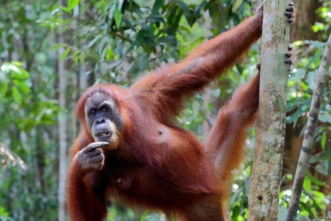 5 Days North Sumatra Adventure : Bukit Lawang & Mount Sibayak - Why this North Sumatra route works