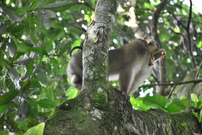 5 Days North Sumatra Adventure : Bukit Lawang & Mount Sibayak - Seven hours through the Bukit Lawang rainforest