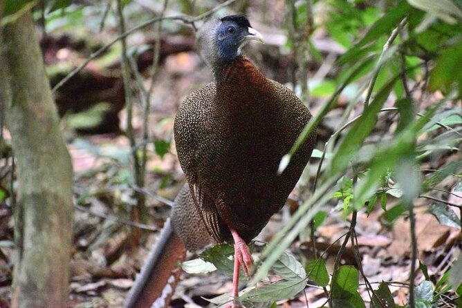 5 Days North Sumatra Adventure : Bukit Lawang & Mount Sibayak - What the $416 price really covers