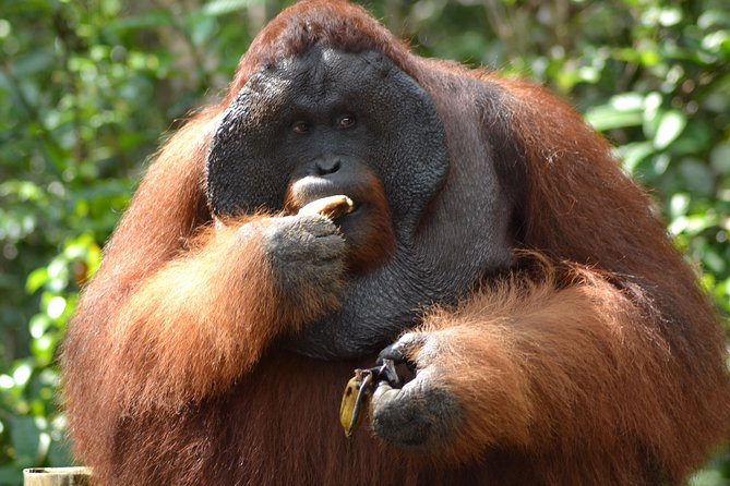 5 Days Truly Orangutan Wildlife Jungle Trail - Why this five-day route is different
