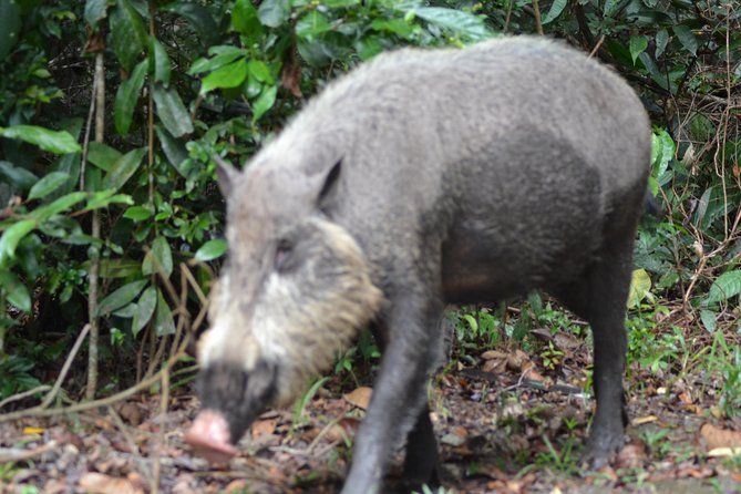 5 Days Truly Orangutan Wildlife Jungle Trail - Day 3: A nine-kilometer walk into lowland forest