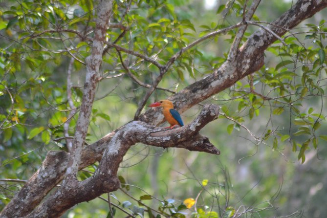 5 Days Truly Orangutan Wildlife Jungle Trail - Day 4: Pesalat, Tanjung Harapan, and firefly light