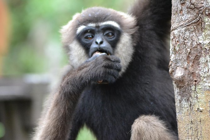 5 Days Truly Orangutan Wildlife Jungle Trail - Day 5: Arut River, Istana Kuning, and local life