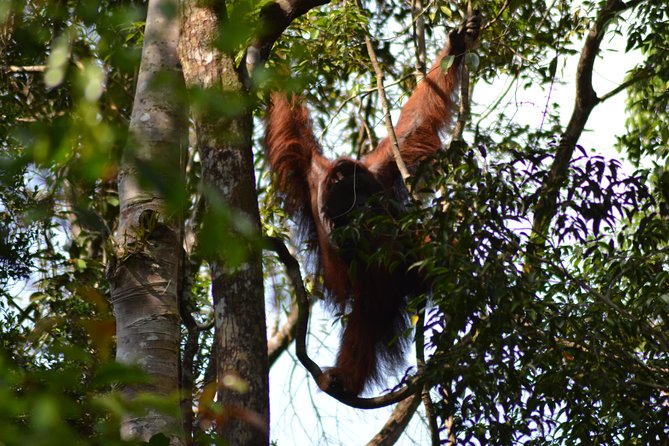 5 Days Truly Orangutan Wildlife Jungle Trail - What the boat crew adds to the experience