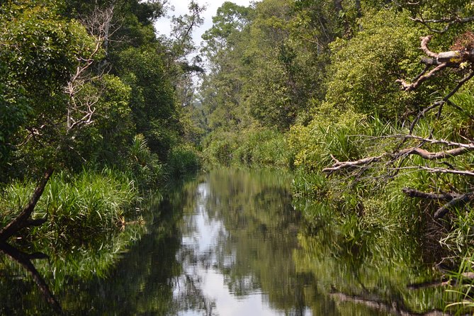 5 Days Truly Orangutan Wildlife Jungle Trail - Price, inclusions, and practical value