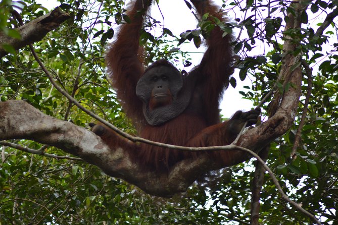 5 Days Truly Orangutan Wildlife Jungle Trail - Day 1: Sekonyer River views and Tanjung Harapan
