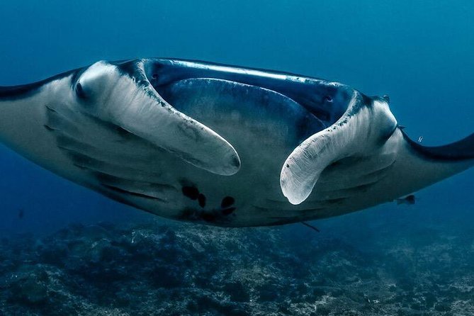 5 Fun Dives in Nusa Lembongan (for certified divers) - Swim with a Mola Mola - Mangrove Point: a different side of Lembongan