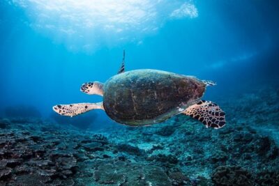 5 Fun Dives in Nusa Lembongan (for certified divers) – Swim with a Mola Mola