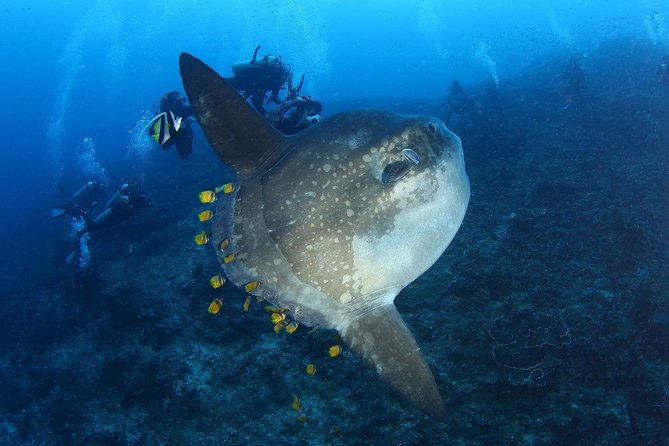 5 Fun Dives in Nusa Lembongan (for certified divers) - Swim with a Mola Mola - Equipment, instruction, and safety