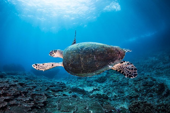5 Fun Dives in Nusa Lembongan (for certified divers) - Swim with a Mola Mola - Manta Point: the package’s main attraction