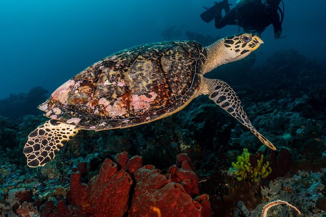 5 Fun Dives in Pemuteran (for certified divers) - Exploration in Menjangan Park - Why Pemuteran is a good base for Menjangan