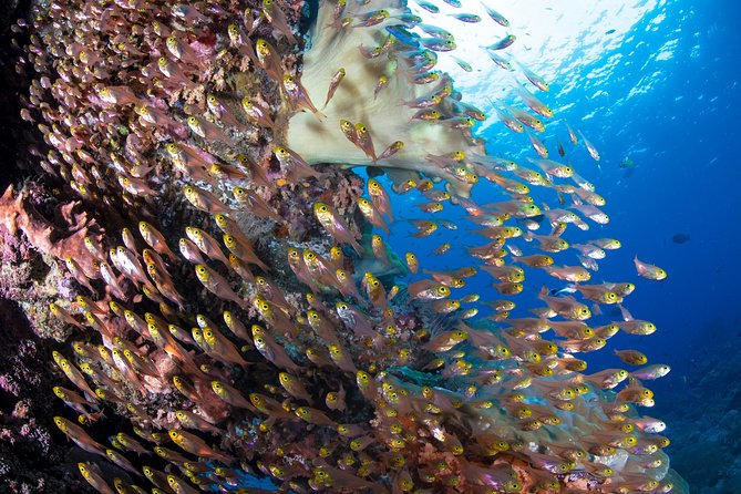 5 Fun Dives in Pemuteran (for certified divers) - Exploration in Menjangan Park - Pemuteran sites add welcome variety