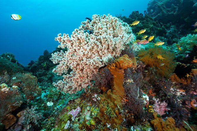 5 Fun Dives in Pemuteran (for certified divers) - Exploration in Menjangan Park - Is the $180.56 price fair?