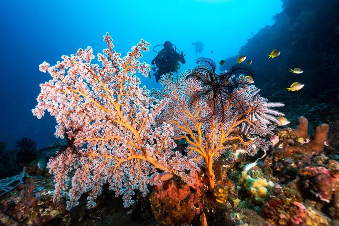 5 Fun Dives in Tulamben (for certified divers) - Discover famous diving sites - Certification and the refresher rule