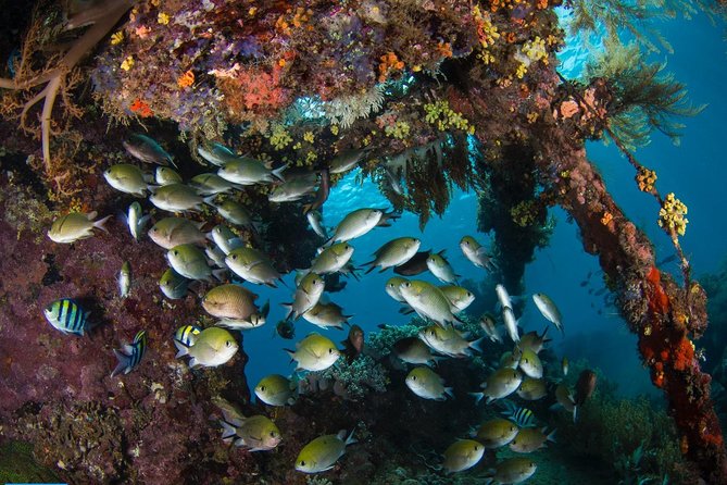 5 Fun Dives in Tulamben (for certified divers) - Discover famous diving sites - Timing, facilities, and practical comfort