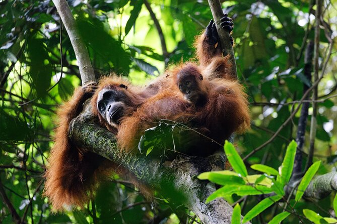 6 Days Bukit Lawang - Berastagi Tour (2D1N Jungle Treking + Sunrise Hiking) - Five details worth knowing before you book