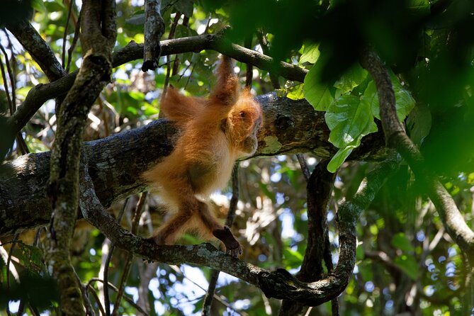6 Days Bukit Lawang - Berastagi Tour (2D1N Jungle Treking + Sunrise Hiking) - Day 6: the return to Medan
